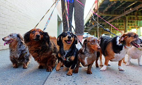 dogs on a leash walking through city