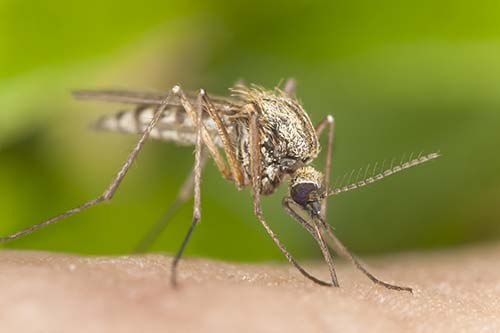 closeup of mosquito biting person arm